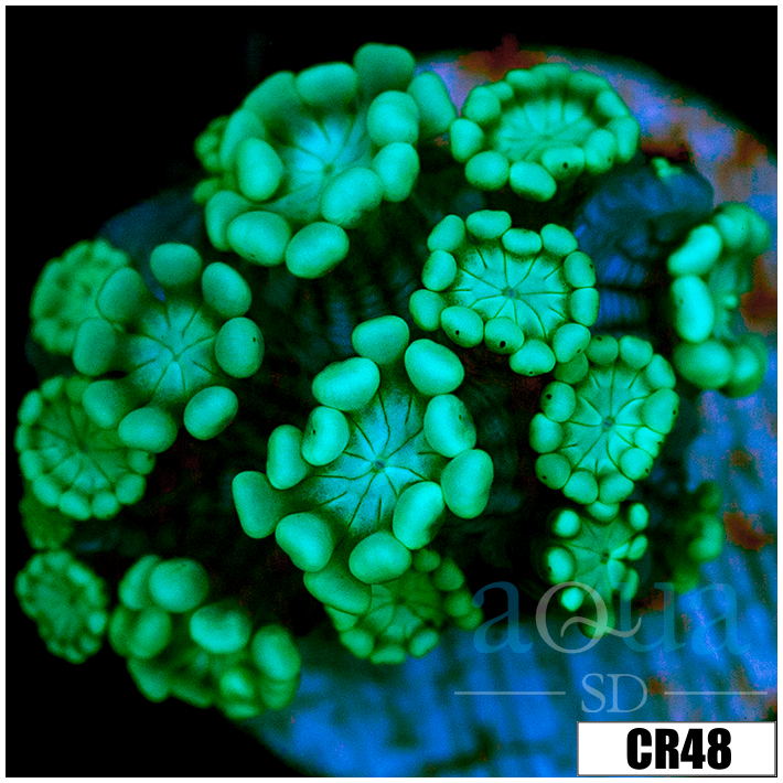 Aussie Alveopora