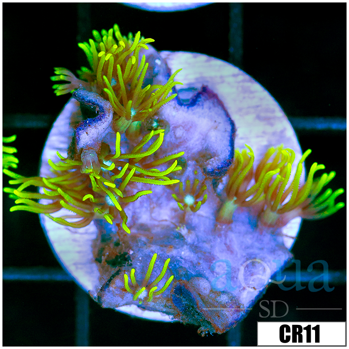 GSP Frag
