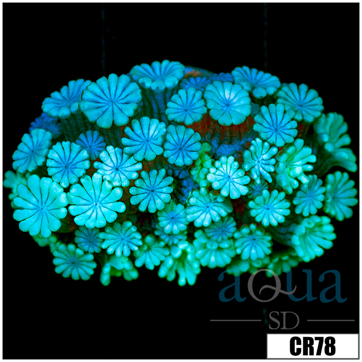 Aussie Alveopora