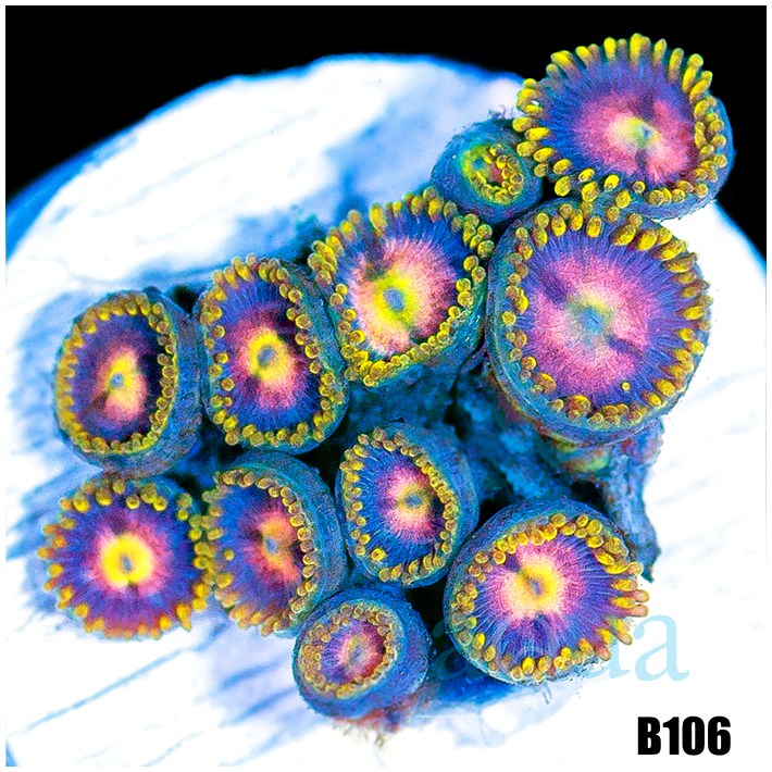 ASD Pink Lemonade Zoas