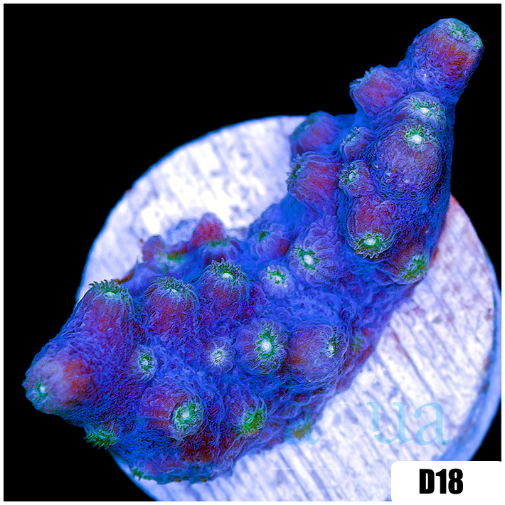 ASD Branching Starry Cyphastrea