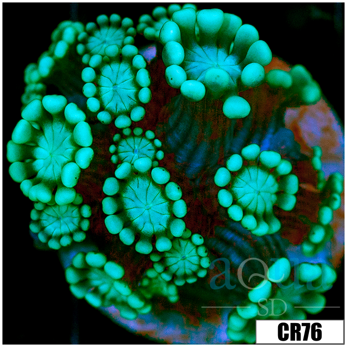 Aussie Alveopora