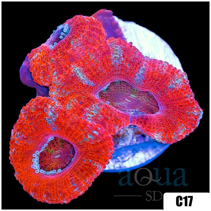 Peppermint Candy Acan Lord