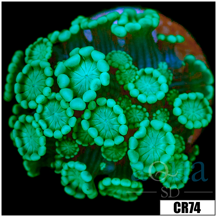 Aussie Alveopora