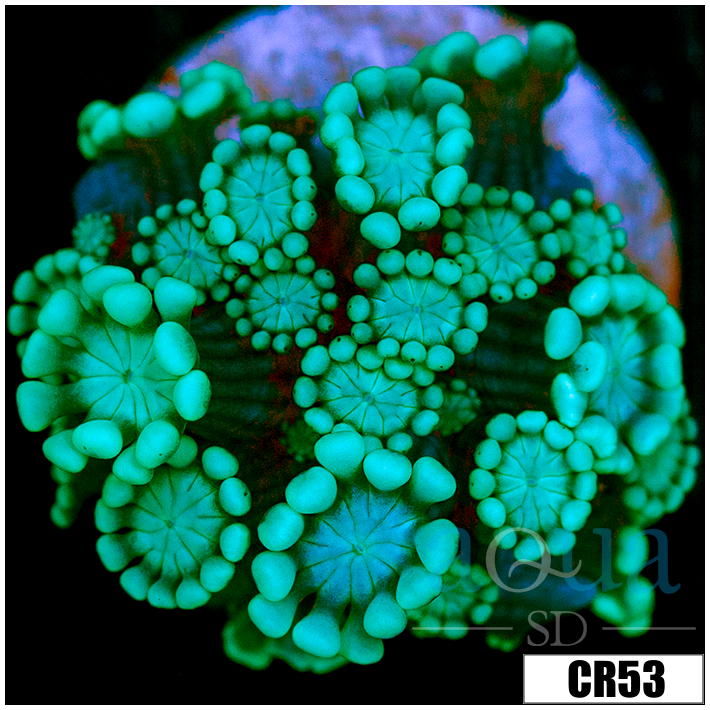 Aussie Alveopora