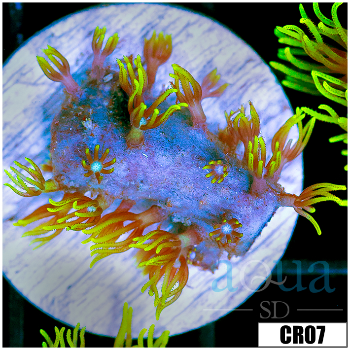 GSP Frag