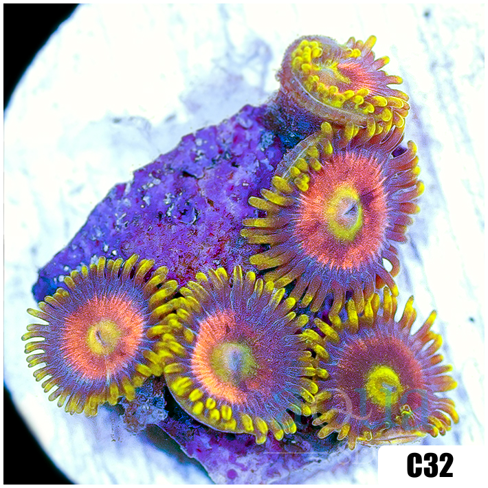 ASD Pink Lemonade Zoas