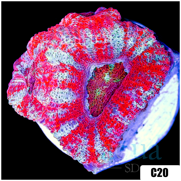 Peppermint Candy Acan Lord