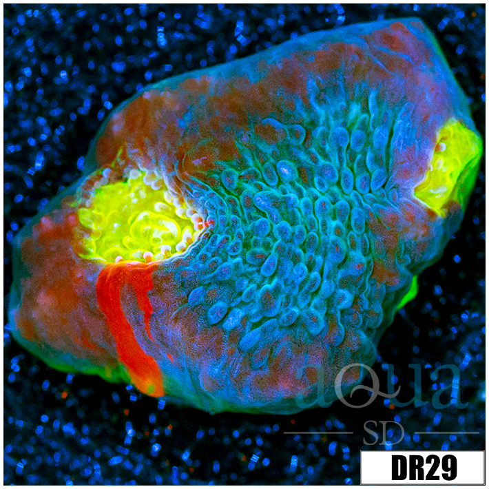 ASD Rainbow Chalice