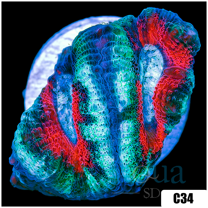 Teal Claw Acan Lord
