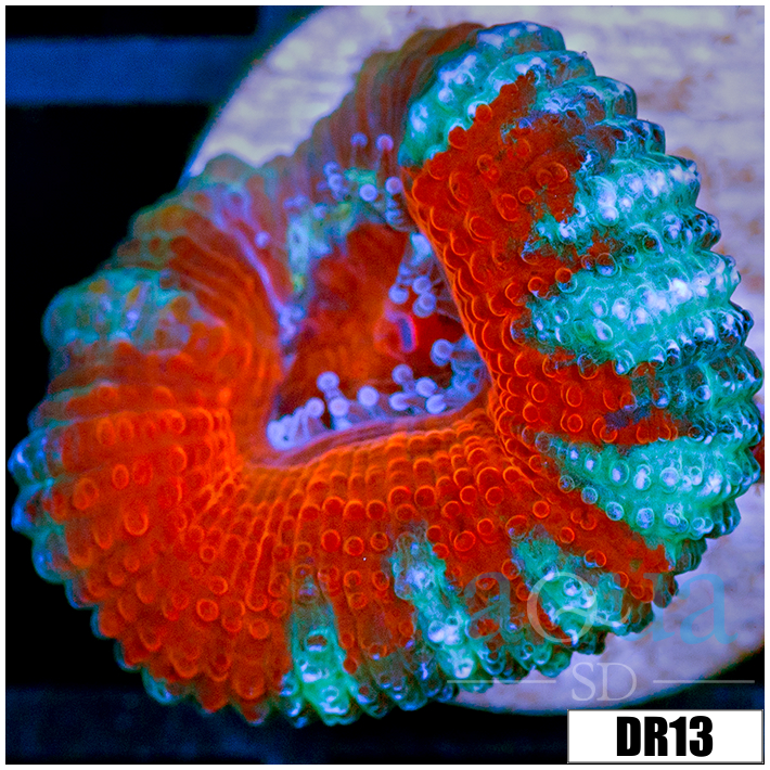 Teal Claw Acan Lord