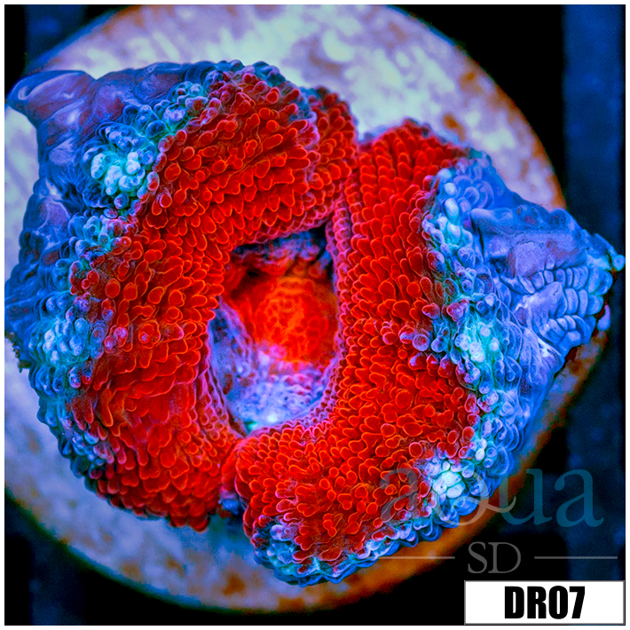 Teal Claw Acan Lord