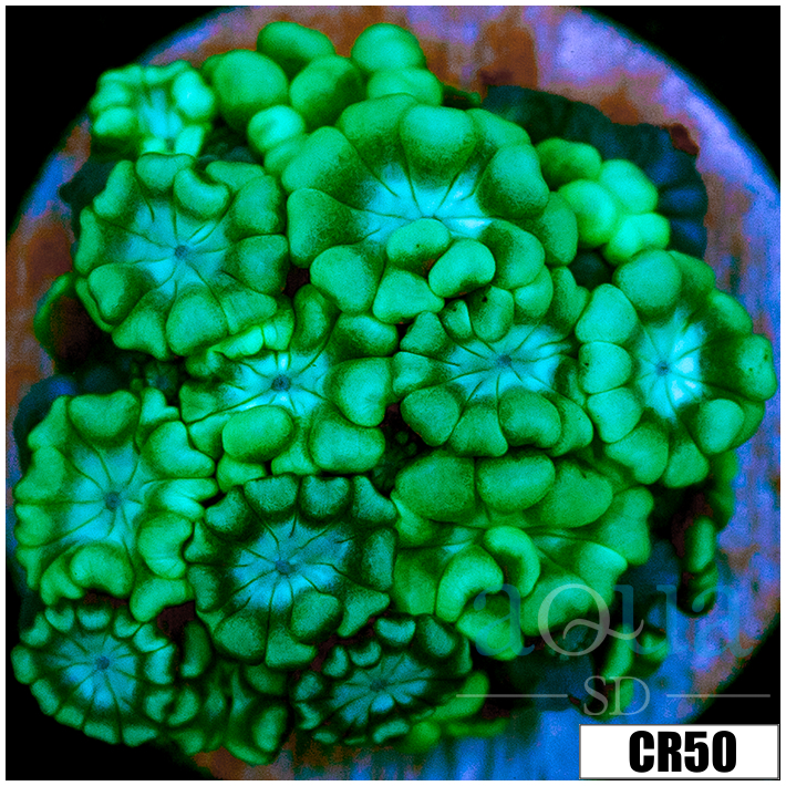 Aussie Alveopora