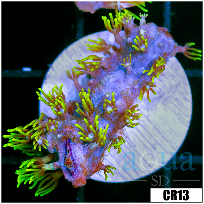 GSP Frag