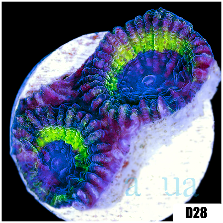 ASD Alien Invasion Favia