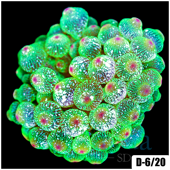 Acid Wash Bubble Tip Anemone