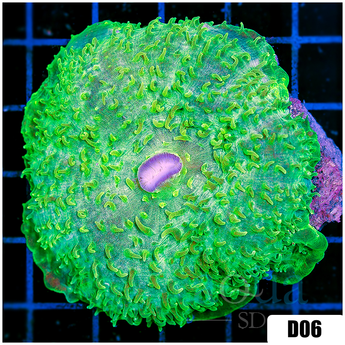 Giant Nuclear Cup Mushroom