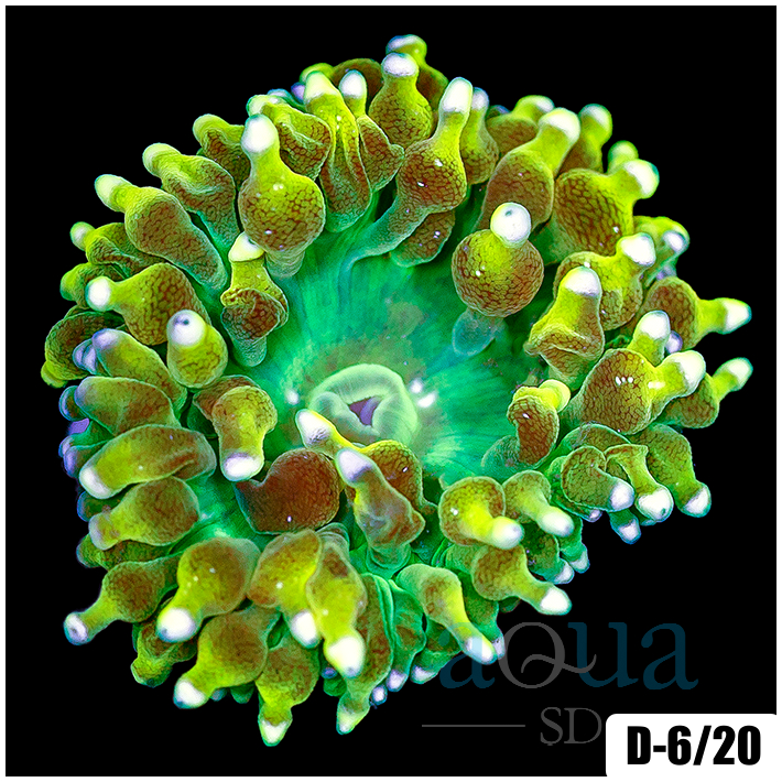 ASD Nuclear Snow Bubble Tip Anemone