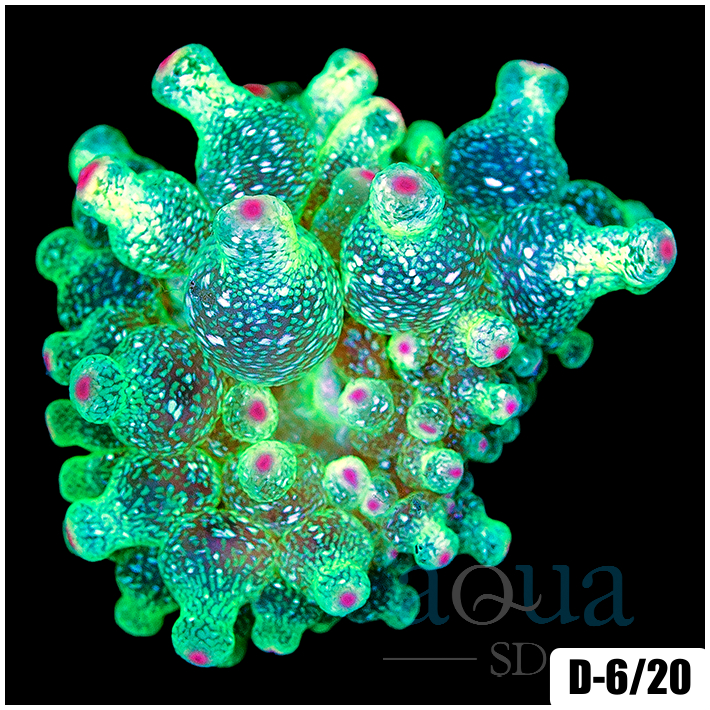 Acid Wash Bubble Tip Anemone
