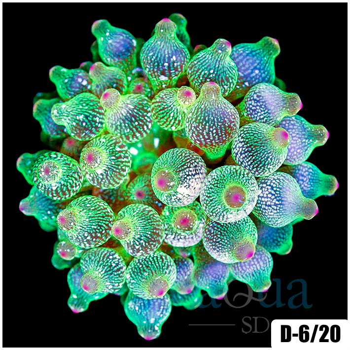 Acid Wash Bubble Tip Anemone