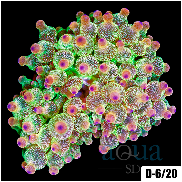 Carrot Top Bubble Tip Anemone