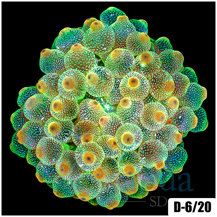 Carrot Top Bubble Tip Anemone
