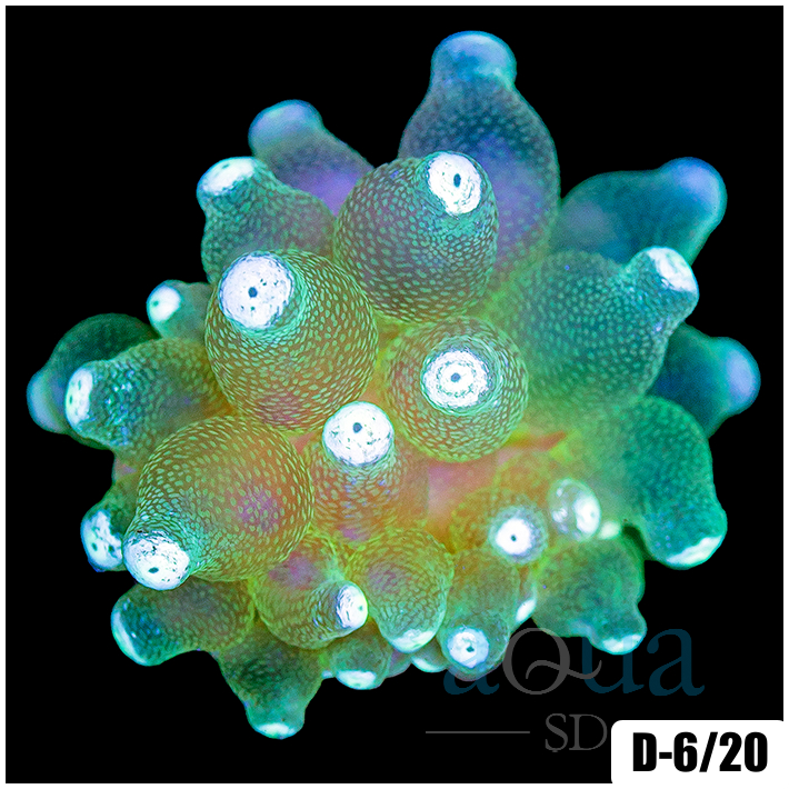 White Tip Bubble Tip Anemone