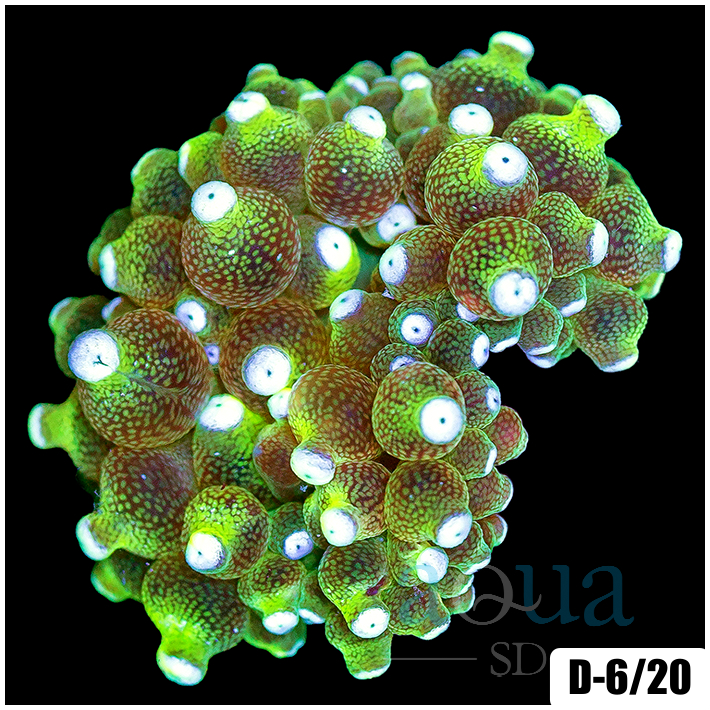 White Tip Bubble Tip Anemone