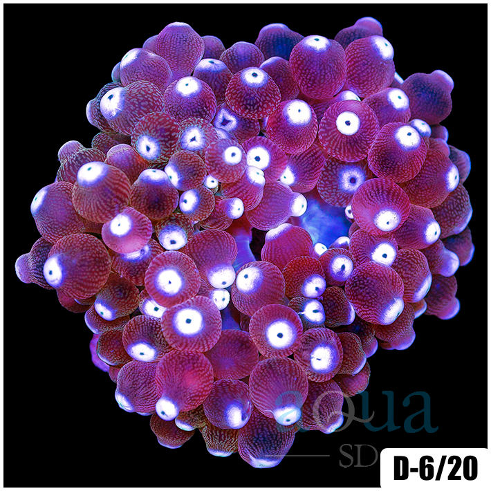 ASD Polkadot Bubble Tip Anemone