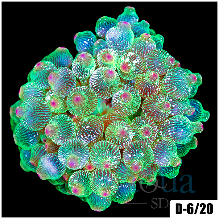 Acid Wash Bubble Tip Anemone