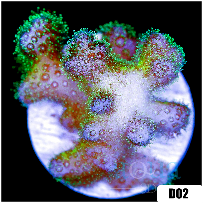 Nuclear Poccilipora