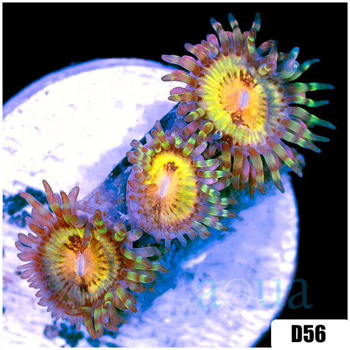 ASD Butt Muncher Zoas