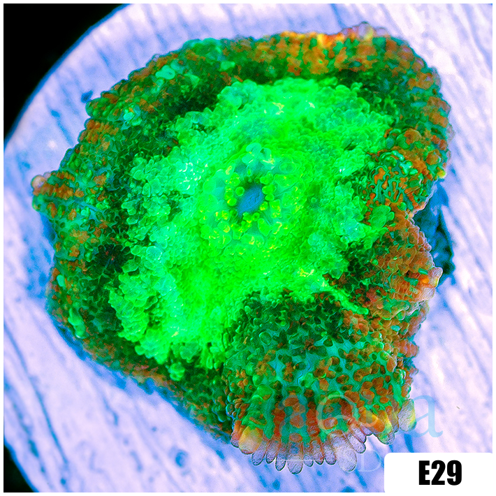 Acid Pool Rhodactis