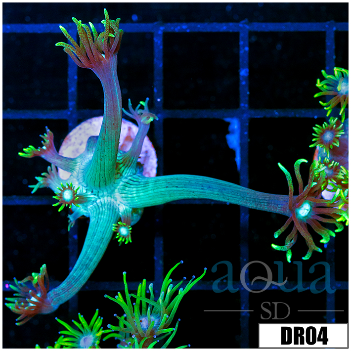 Neon Star Goniopora