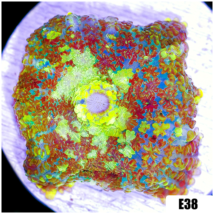 ASD Confetti Rhodactis