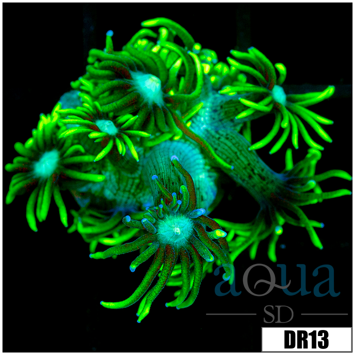 Neon Star Goniopora