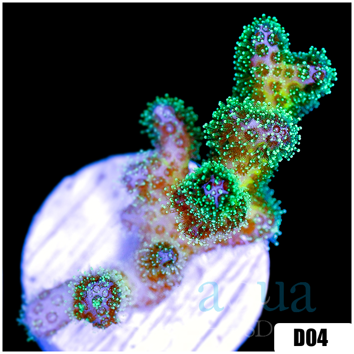 Nuclear Poccilipora