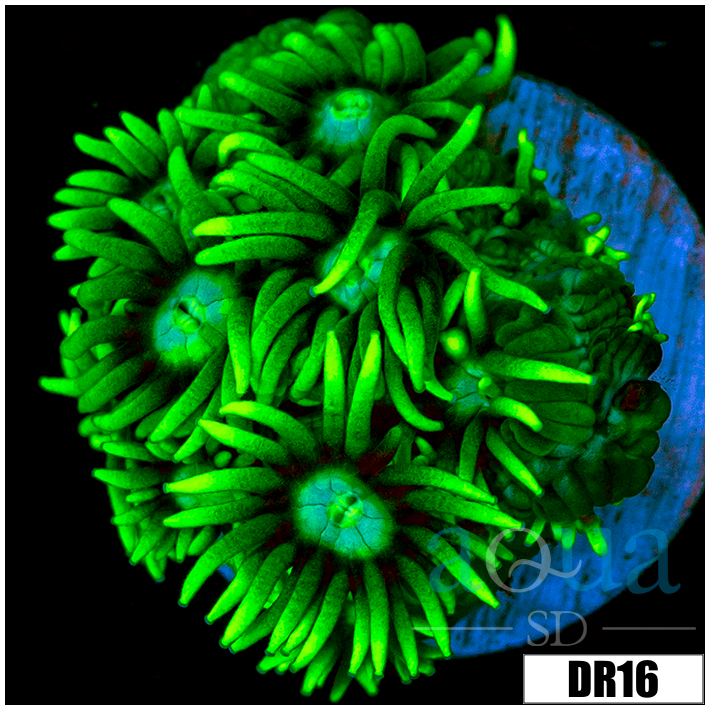 Neon Star Goniopora