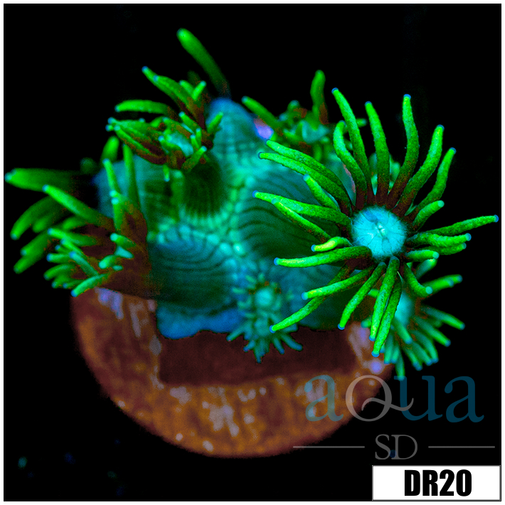Neon Star Goniopora