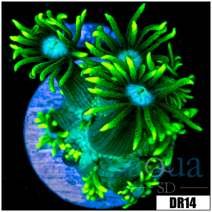 Neon Star Goniopora