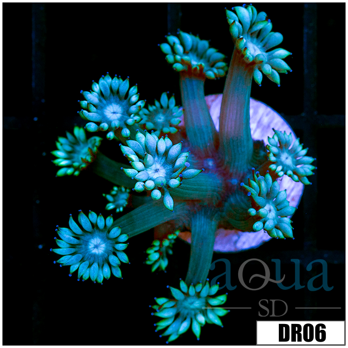Neon Star Goniopora