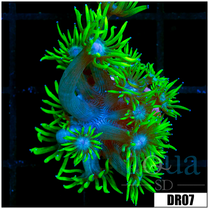Neon Star Goniopora