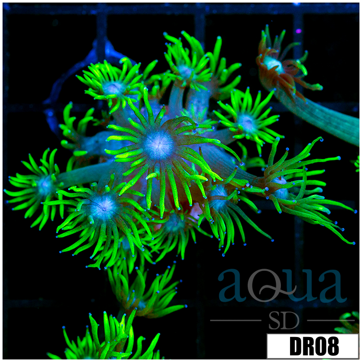 Neon Star Goniopora