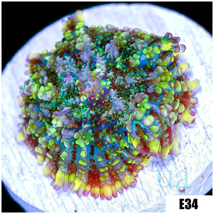 ASD Confetti Rhodactis
