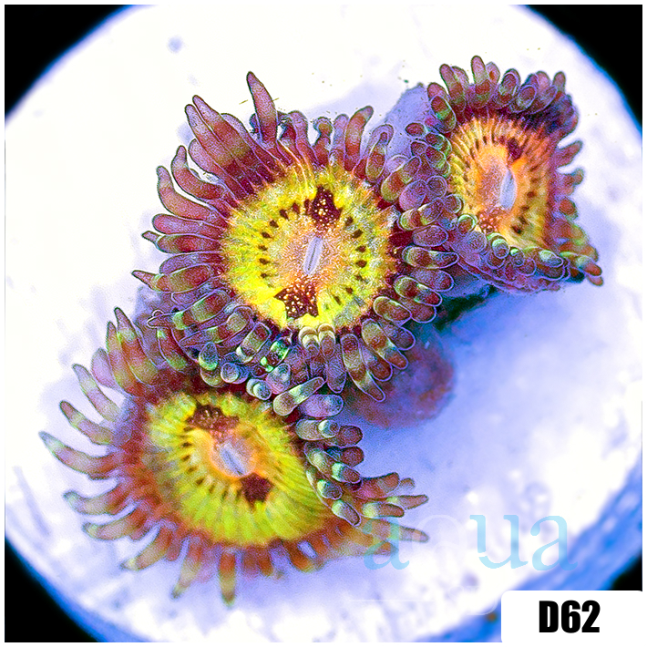 ASD Butt Muncher Zoas