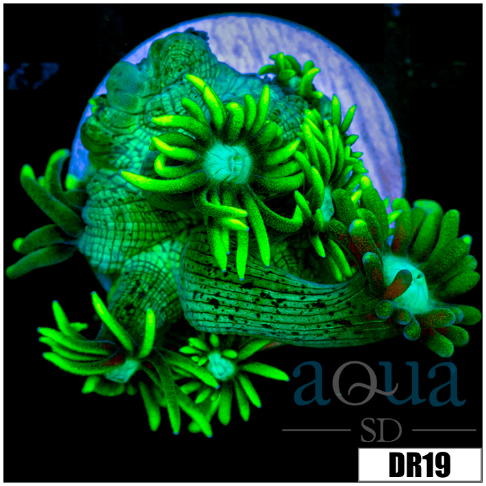 Neon Star Goniopora
