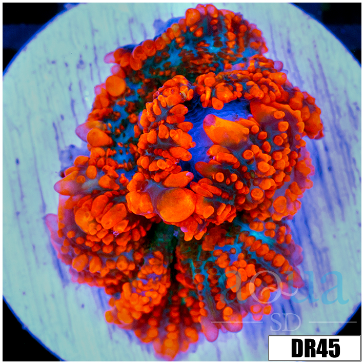 ASD Flamethrower Rhodactis Mushroom