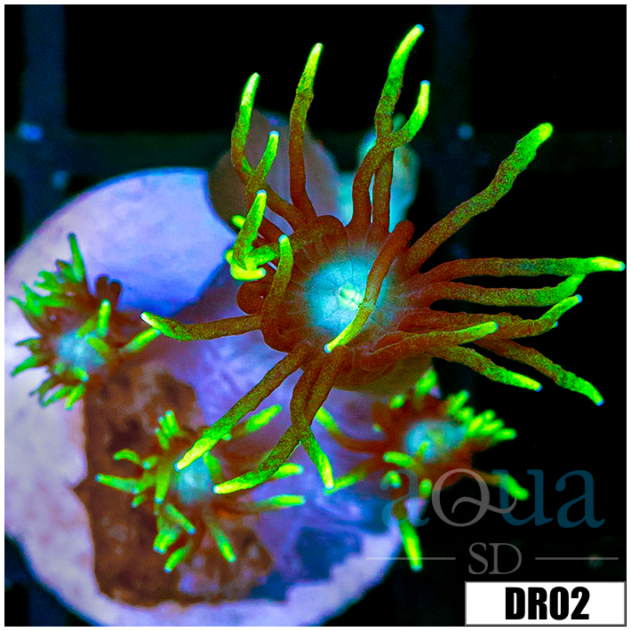 Neon Star Goniopora