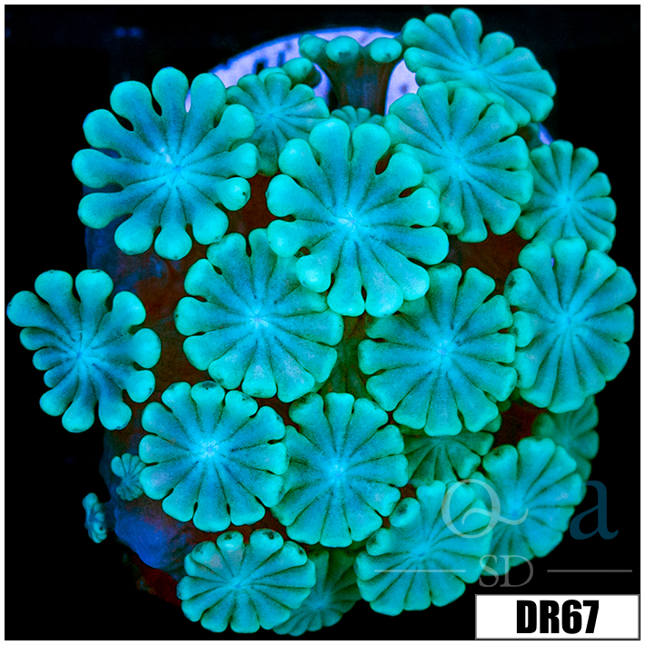 Green Petals Alveopora