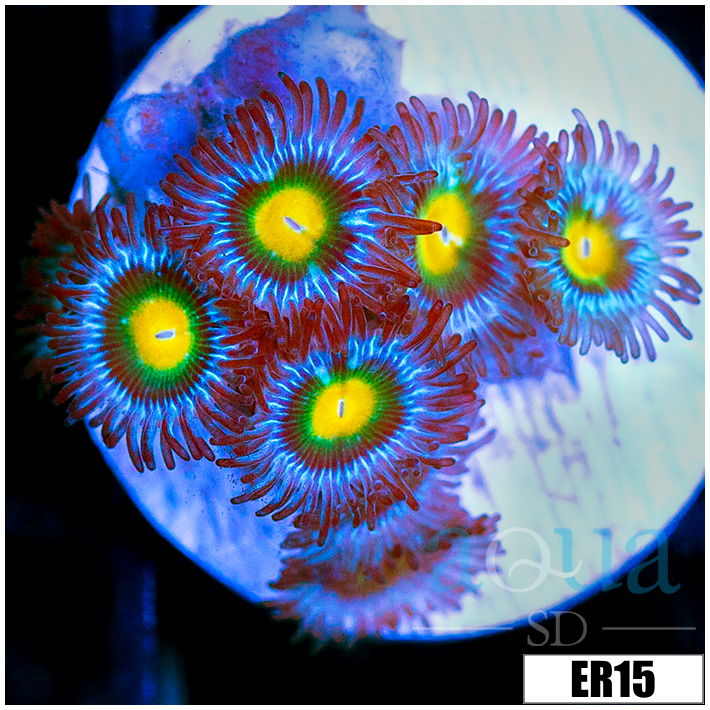Gator Eyes Zoanthids